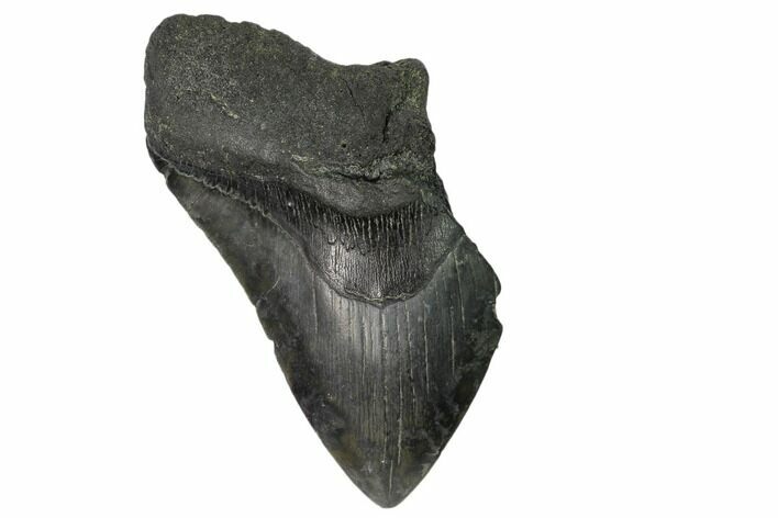Partial Fossil Megalodon Tooth - South Carolina #148716
